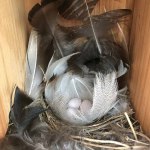 north-country-birds-nest